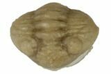 Rare, Enrolled Upplandiops Calvus Trilobite - Russia #191316-3
